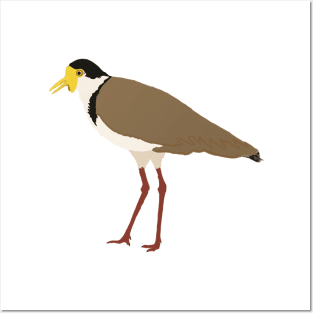 Masked Lapwing Posters and Art